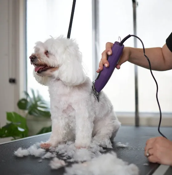 Kazoo Pro Plush Brushless Dog Clipper