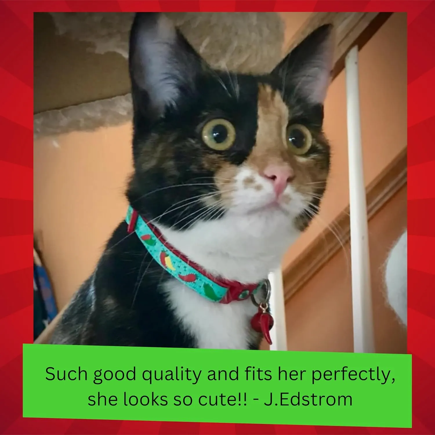 Pepper Cat Collar - Safety - Breakaway - Charm and Bell - Pugs2Persians (Large(10lbs & Up), Green)