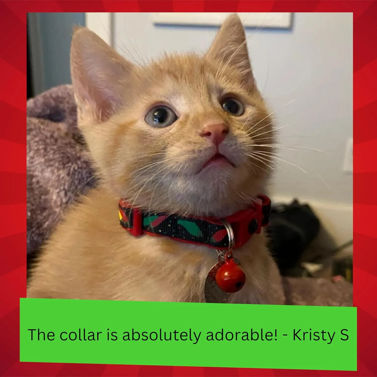 Pepper Cat Collar - Safety - Breakaway - Charm and Bell - Pugs2Persians (Large(10lbs & Up), Green)